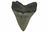 Serrated, Fossil Megalodon Tooth - North Carolina #338577-1